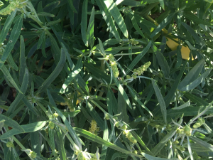Michel Gaubert, le 14 juillet 2024 (Port Maria (Côte sauvage))
