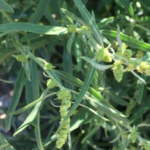  - Atriplex littoralis L. [1753]