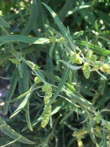Michel Gaubert, le 14 juillet 2024 (Port Maria (Côte sauvage))