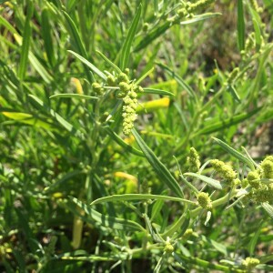  - Atriplex littoralis L. [1753]