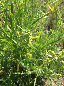 Michel Gaubert, le 14 juillet 2024 (Port Maria (Côte sauvage))