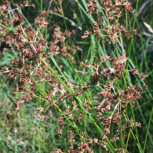 Photographie n°2959237 du taxon Juncus acutiflorus Ehrh. ex Hoffm. [1791]