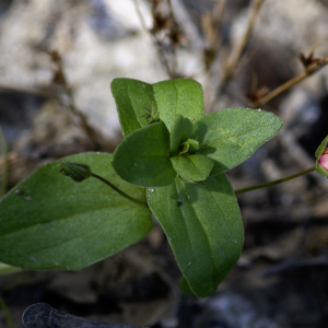 Photographie n°2959281 du taxon Lysimachia arvensis subsp. arvensis