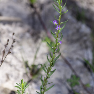 Photographie n°2959285 du taxon Lythrum hyssopifolia L. [1753]
