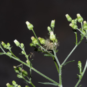 Photographie n°2959350 du taxon Erigeron floribundus (Kunth) Sch.Bip. [1865]