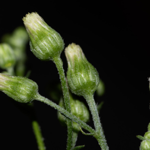 Photographie n°2959351 du taxon Erigeron floribundus (Kunth) Sch.Bip. [1865]