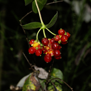 Photographie n°2959434 du taxon Lonicera periclymenum L. [1753]