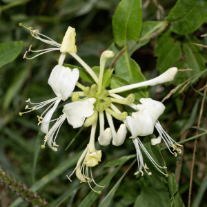 Photographie n°2959435 du taxon Lonicera periclymenum L. [1753]