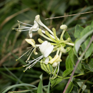 Photographie n°2959436 du taxon Lonicera periclymenum L. [1753]