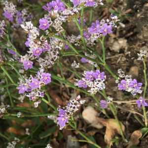  - Limonium binervosum (G.E.Sm.) C.E.Salmon [1907]