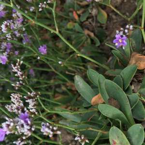  - Limonium binervosum (G.E.Sm.) C.E.Salmon [1907]