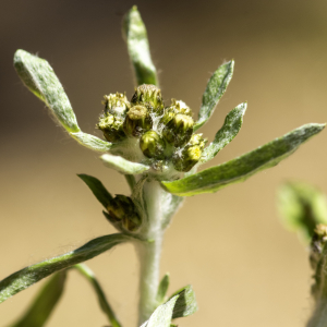  - Gnaphalium uliginosum subsp. uliginosum