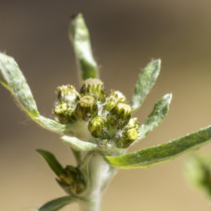  - Gnaphalium uliginosum subsp. uliginosum