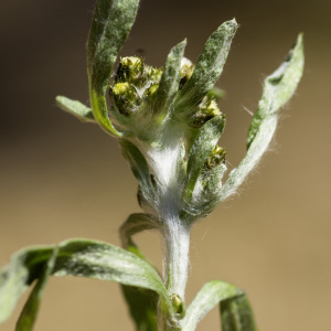  - Gnaphalium uliginosum subsp. uliginosum