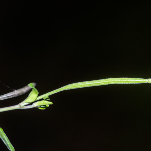Photographie n°2959505 du taxon Epilobium lanceolatum Sebast. & Mauri [1818]