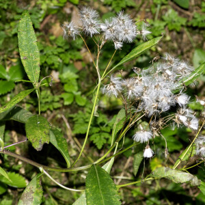  - Senecio ovatus (G.Gaertn., B.Mey. & Scherb.) Willd. [1803]