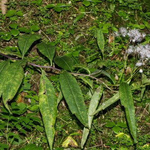  - Senecio ovatus (G.Gaertn., B.Mey. & Scherb.) Willd. [1803]