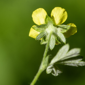 - Potentilla argentea L. [1753]