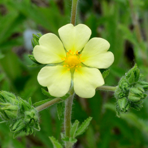  - Potentilla recta L.