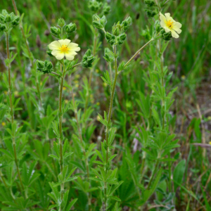  - Potentilla recta L.