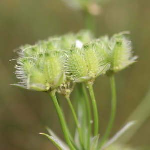  - Orlaya grandiflora (L.) Hoffm. [1814]