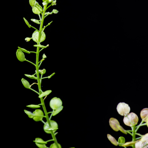 Photographie n°2959669 du taxon Teesdalia nudicaulis (L.) W.T.Aiton [1812]