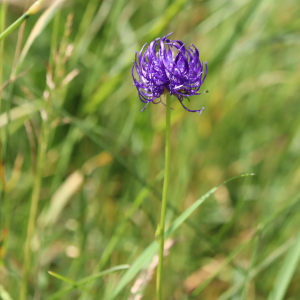 Phyteuma orbiculare L. [1753] [nn49239] par Bernard Legendre le 25/06/2024 - Plateau d'Hauteville