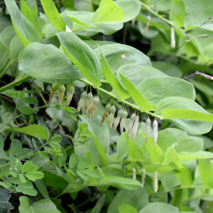 Polygonatum odoratum (Mill.) Druce [nn51306] par Michel Pansiot le 30/04/2024 - Clérieux