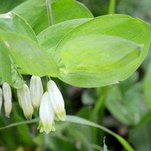 Polygonatum odoratum (Mill.) Druce [nn51306] par Michel Pansiot le 30/04/2024 - Clérieux