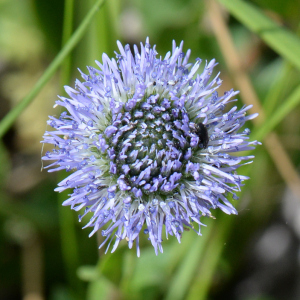 Globularia vulgaris L. [1753] [nn30315] par Michel Pansiot le 15/04/2024 - Châteauneuf-sur-Isère