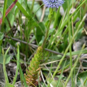 Globularia vulgaris L. [1753] [nn30315] par Michel Pansiot le 15/04/2024 - Châteauneuf-sur-Isère