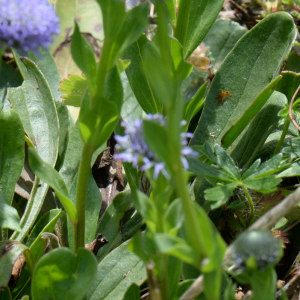 Globularia vulgaris L. [1753] [nn30315] par Michel Pansiot le 15/04/2024 - Châteauneuf-sur-Isère