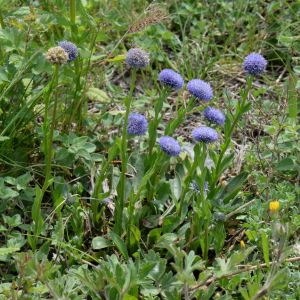 Globularia vulgaris L. [1753] [nn30315] par Michel Pansiot le 15/04/2024 - Châteauneuf-sur-Isère