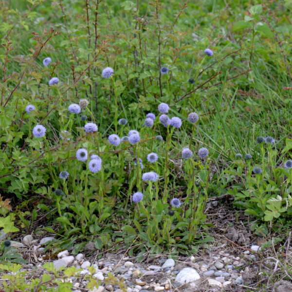 Globularia vulgaris L. [1753] [nn30315] par Michel Pansiot le 15/04/2024 - Châteauneuf-sur-Isère