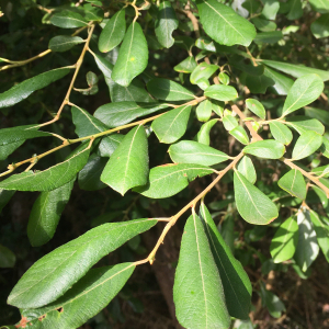 Salix atrocinerea Brot. [1804] [nn59317] par Michel Gaubert le 15/07/2024 - La Trinité-sur-Mer