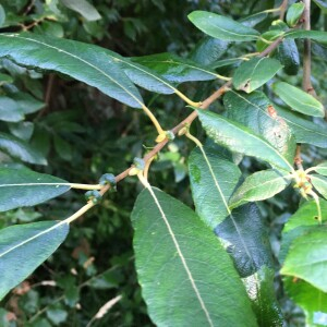 Salix atrocinerea Brot. [1804] [nn59317] par Michel Gaubert le 15/07/2024 - La Trinité-sur-Mer