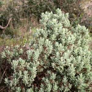 Cistus albidus L. [nn17905] par Christian Fonsanou le 23/11/2024 - Saint-Montan