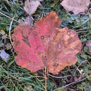 Photographie n°2959746 du taxon Acer opalus Mill.