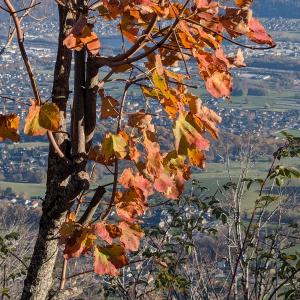Photographie n°2959747 du taxon Acer opalus Mill.