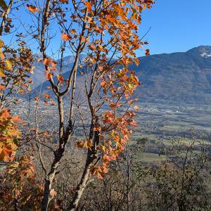 Photographie n°2959748 du taxon Acer opalus Mill.