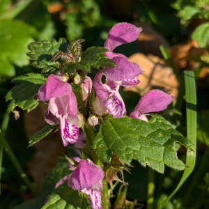 Lamium maculatum (L.) L. [nn37522] par Claire Felloni le 16/11/2024 - Mercury