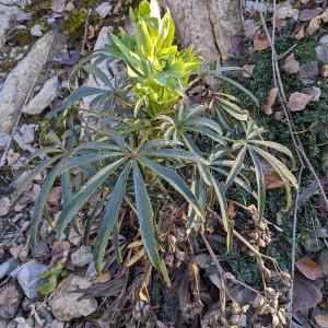 Helleborus foetidus L. [nn31516] par Claire Felloni le 16/11/2024 - Mercury