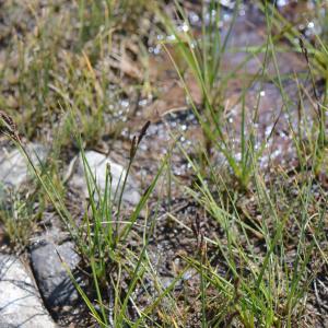 Carex nigra (L.) Reichard [1778] [nn14127] par Jean-Claude Lincker le 03/08/2024 - Villar-d'Arêne