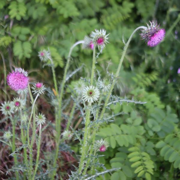 Carduus nutans L. [1753] [nn13262] par Bernard Legendre le 09/06/2024 - Saint-Sorlin-en-Bugey