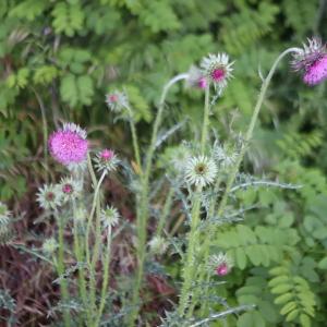 Carduus nutans L. [1753] [nn13262] par Bernard Legendre le 09/06/2024 - Saint-Sorlin-en-Bugey