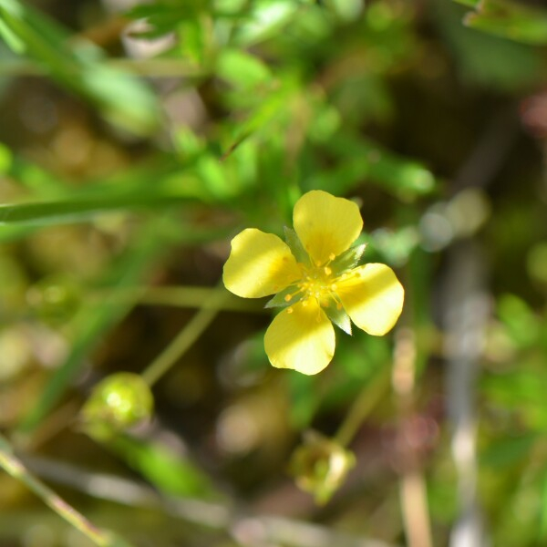 Potentilla erecta (L.) Räusch. [1797] [nn52559] par Jean-Claude Lincker le 16/06/2018 - Sturzelbronn