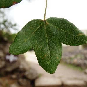 Photographie n°2959822 du taxon Acer monspessulanum L. [1753]