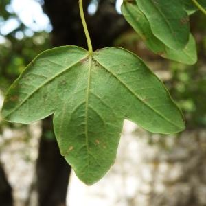 Photographie n°2959823 du taxon Acer monspessulanum L. [1753]