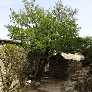 Photographie n°2959824 du taxon Acer monspessulanum L. [1753]