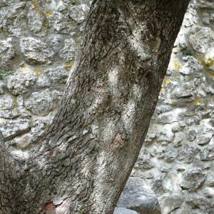 Photographie n°2959825 du taxon Acer monspessulanum L. [1753]